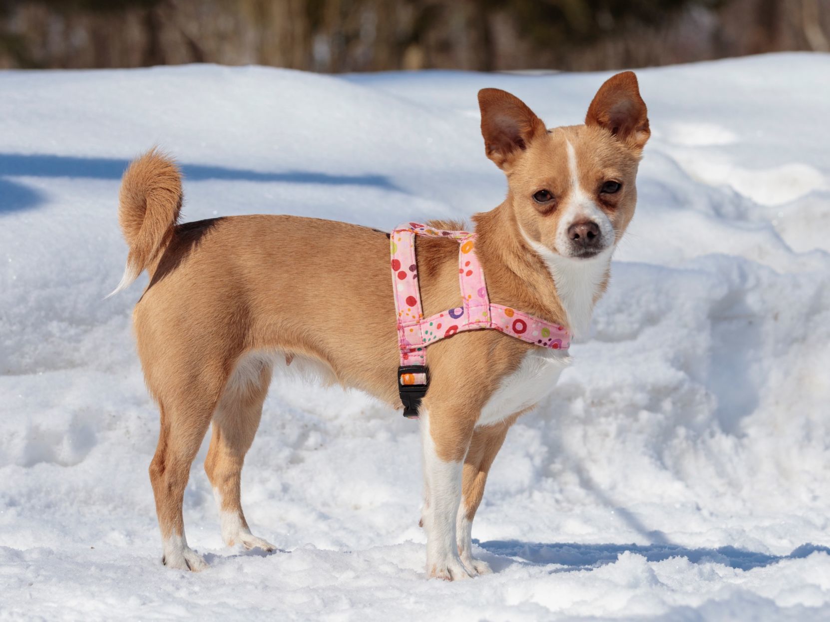 Pet of the Week